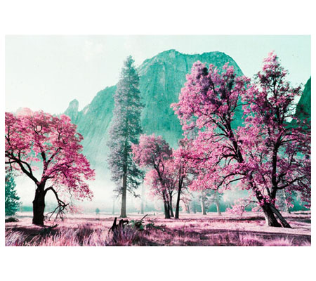 Lomography 2021 LomoChrome Purple Pétillant 35mm ISO 100–400 Negative Roll Film Camera